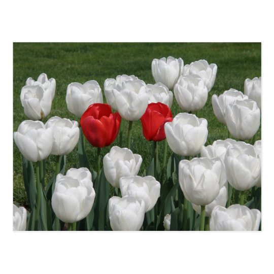 Red Valentine Tulips Postcard