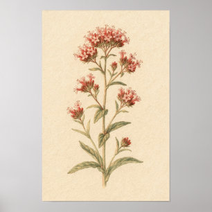 Red Valerian Botanical Study 12 × 18 Poster