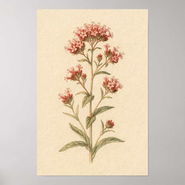 Red Valerian Botanical Study | 12 × 18 Poster (Front)