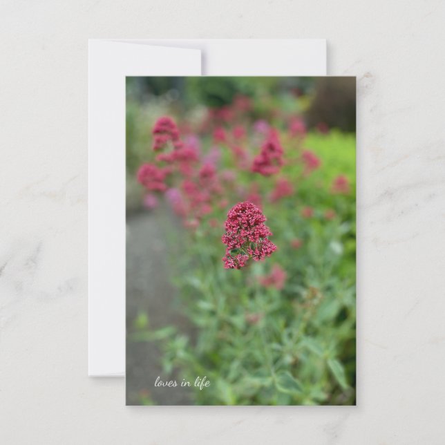  Red Valerian  Card (Front)