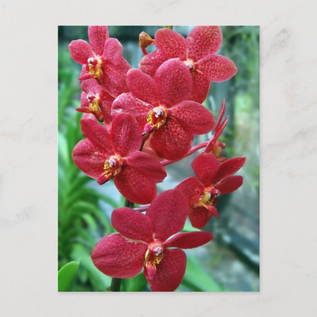Red vanda orchids postcard (Front)