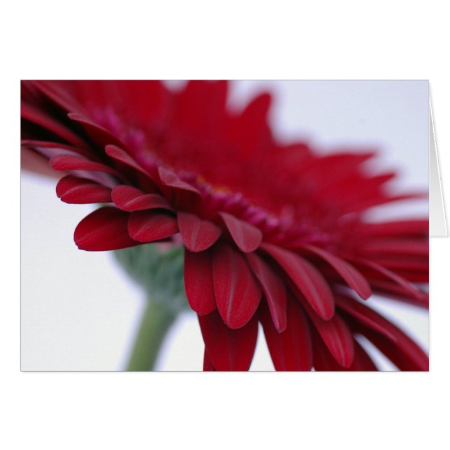 Red Velvet Card (Front Horizontal)