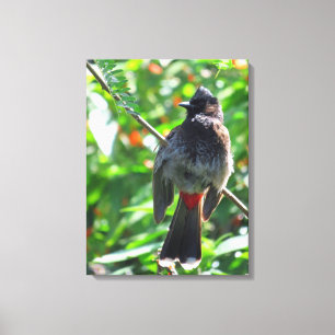 Red-vented Bulbul Canvas Print