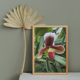 Red Venus Slipper Orchid Floral Photo Print