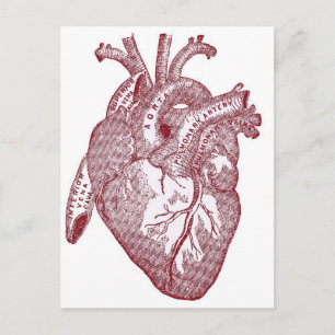 Red Vintage Anatomical Heart Postcard