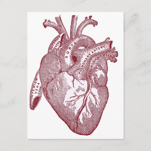 Red Vintage Anatomical Heart Postcard (Front)