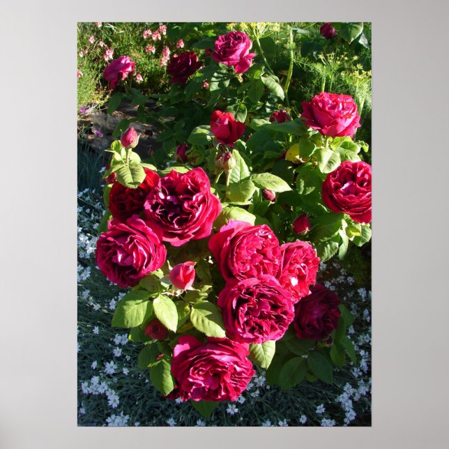 Red Vintage Roses Rose Nature Garden Poster (Front)