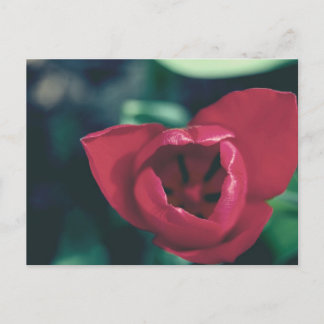 Red Vintage Tulip Postcard