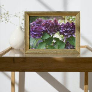 Red Violet Hydrangea Blooms Floral Photo Print