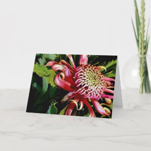 red waratah holiday card