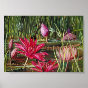 Red Water Lily of India- Marianne North Poster