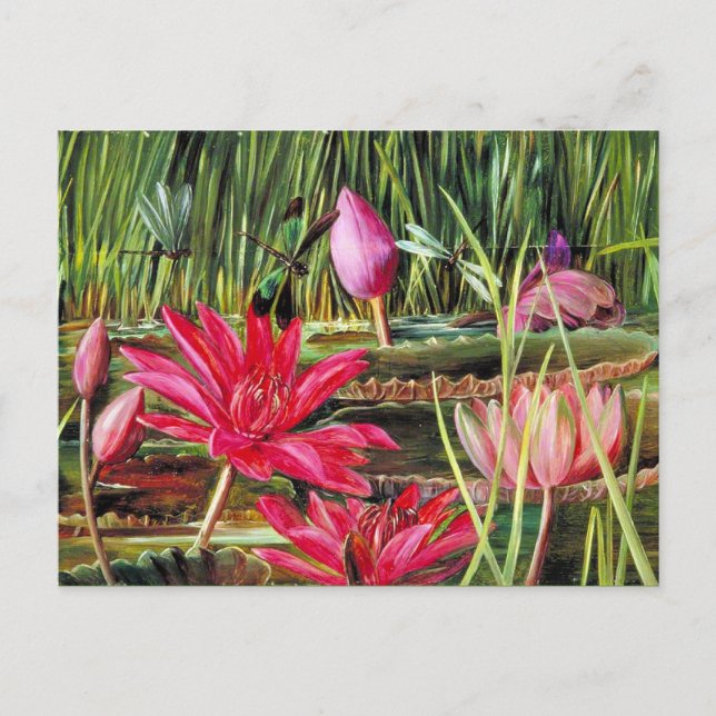Red Water Lily of Southern India Postcard (Front)