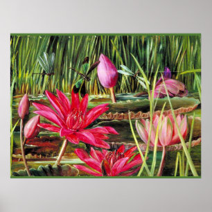 Red Water Lily of Southern India Poster