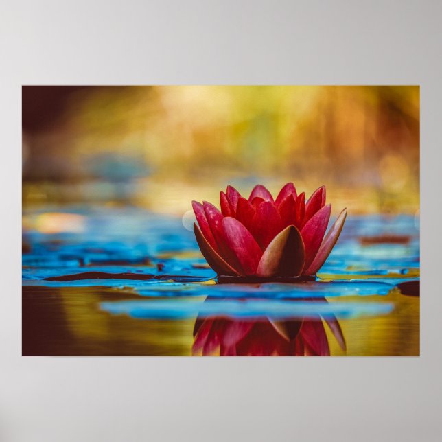 Red Waterlily Reflections Poster (Front)