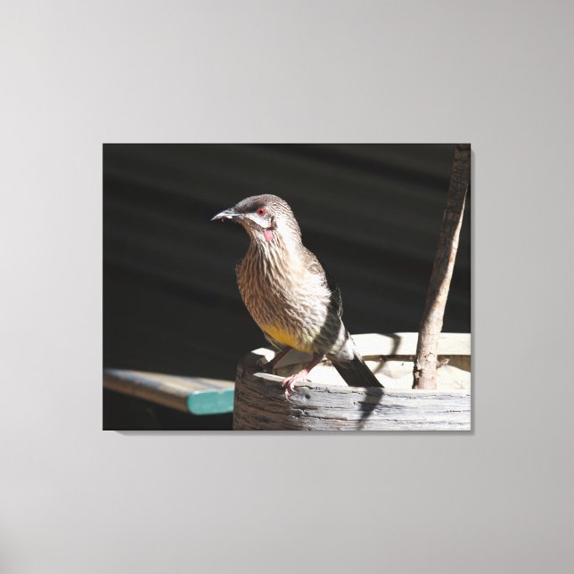 Red Wattlebird Canvas Print (Front)