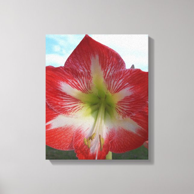 Red & white Amaryllis flower against sky Canvas Print (Front)