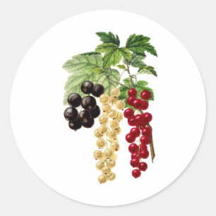 Red, White and Black Currants Classic Round Sticker