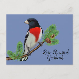 Red White Black Rose Breasted Grosbeak / Bird Blue Postcard