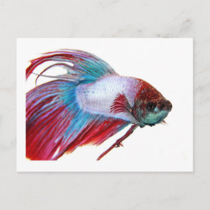 Red White & Blue (Fish on white background) Postcard