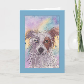 Red & White Border Collie, Dripping Wet, Blank Card