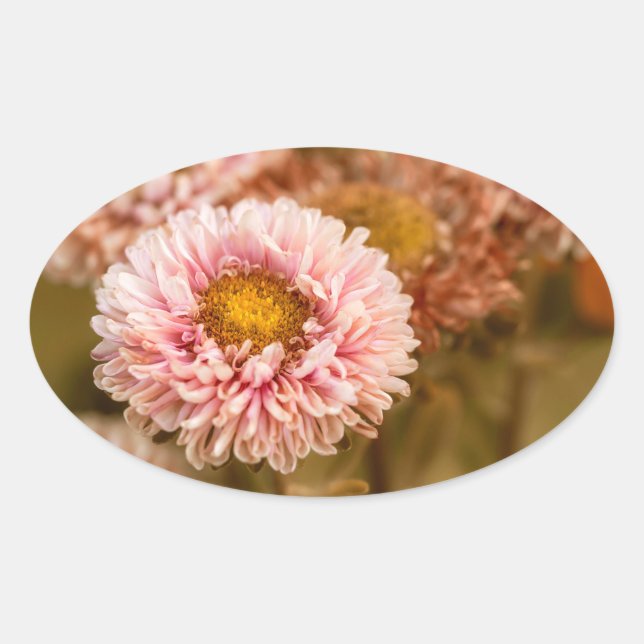 Red White China Aster Oval Sticker (Front)
