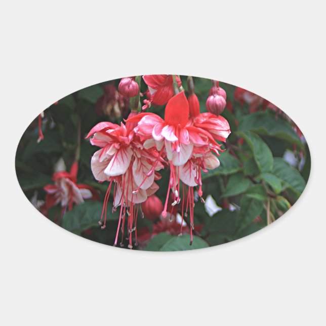 Red & White fuchsia flowers in bloom in garden Oval Sticker (Front)