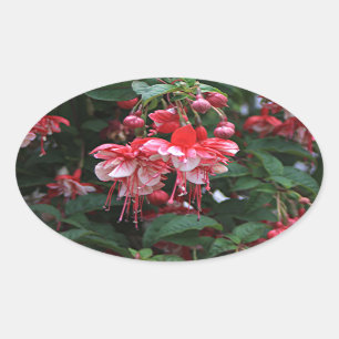 Red & White fuchsia flowers in bloom in garden Oval Sticker