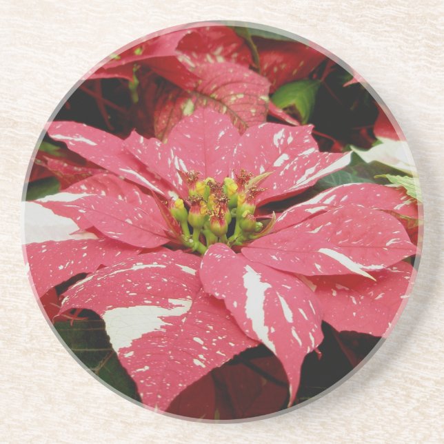 Red & White Poinsettia Coaster (Front)