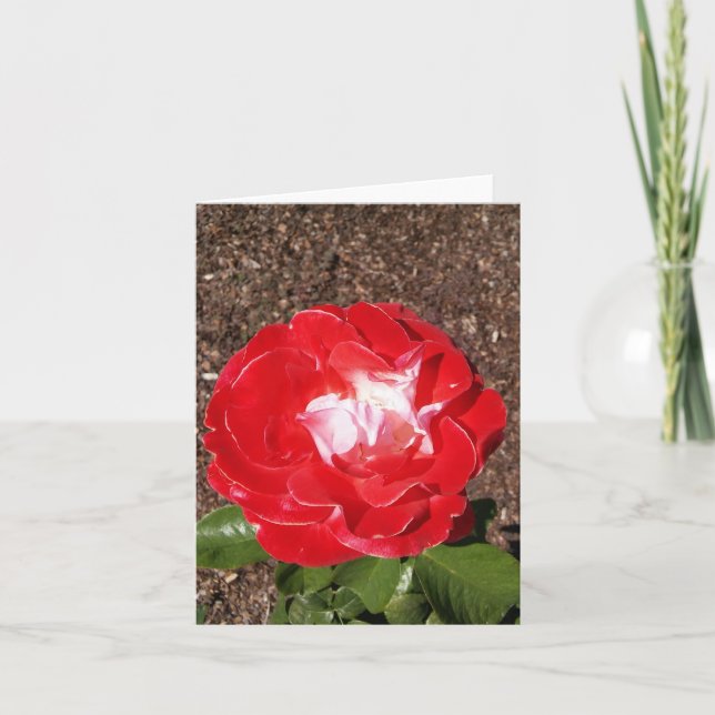 Red White Rose Photo Folded Note Card (Front)