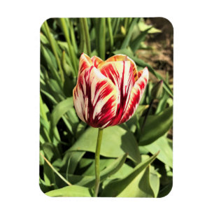 Red & White Tulip Magnet