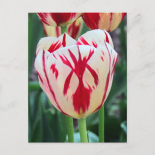 Red & White Tulip  Postcard