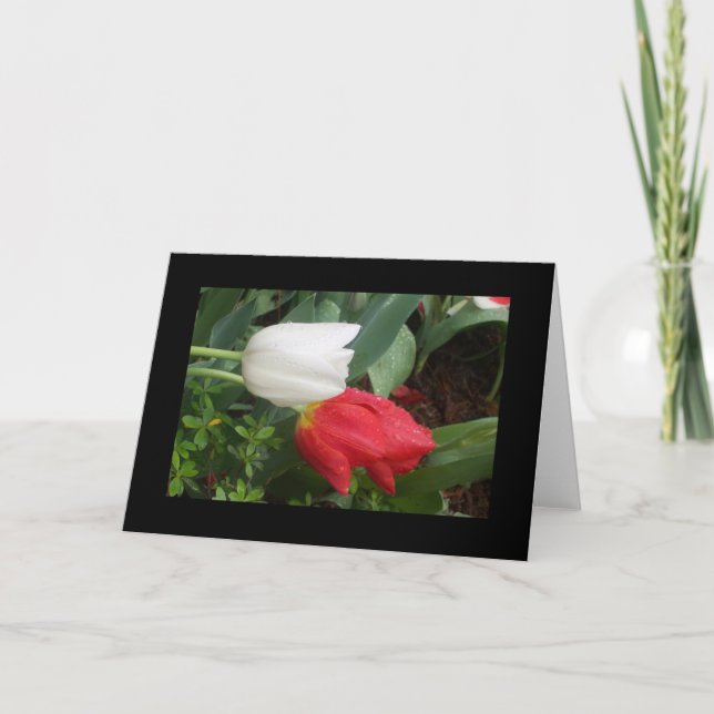 red white tulips card (Front)