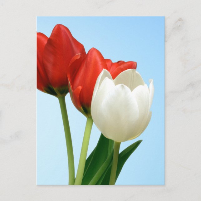Red & White Tulips Postcard (Front)