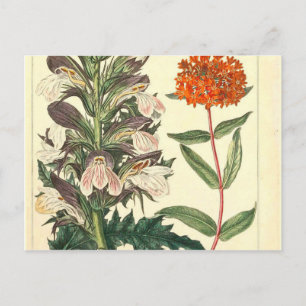 Red Wild Flower Vintage Botanical Print Postcard