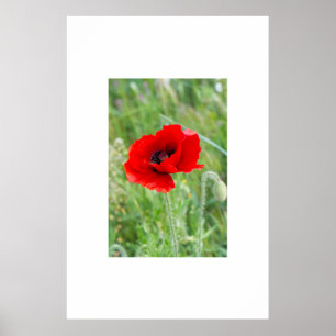 Red wild poppy flower poster