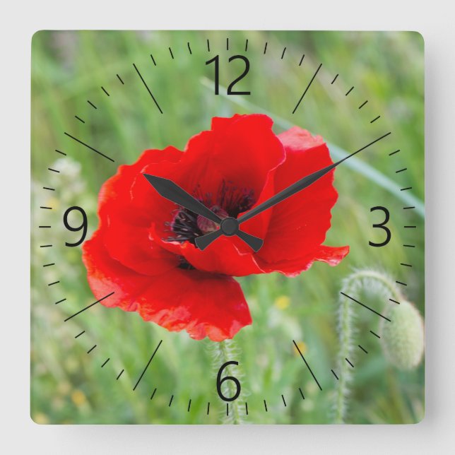 Red wild poppy flower square wall clock (Front)