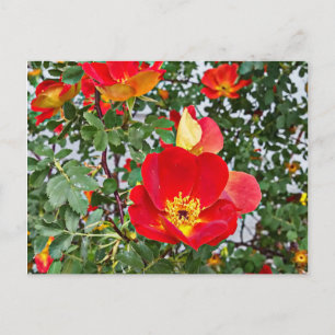 red wild roses flowers original photography holiday postcard
