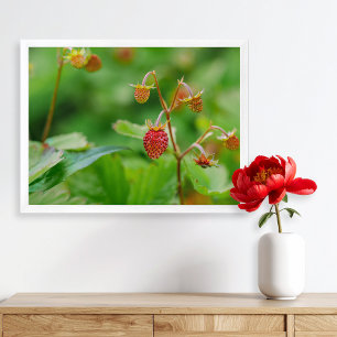 Red Wild Strawberry Still Growing Garden Photo Poster