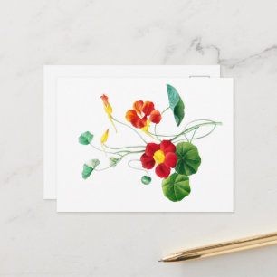 Red Willow II Reverie: Vintage Botanical Postcard