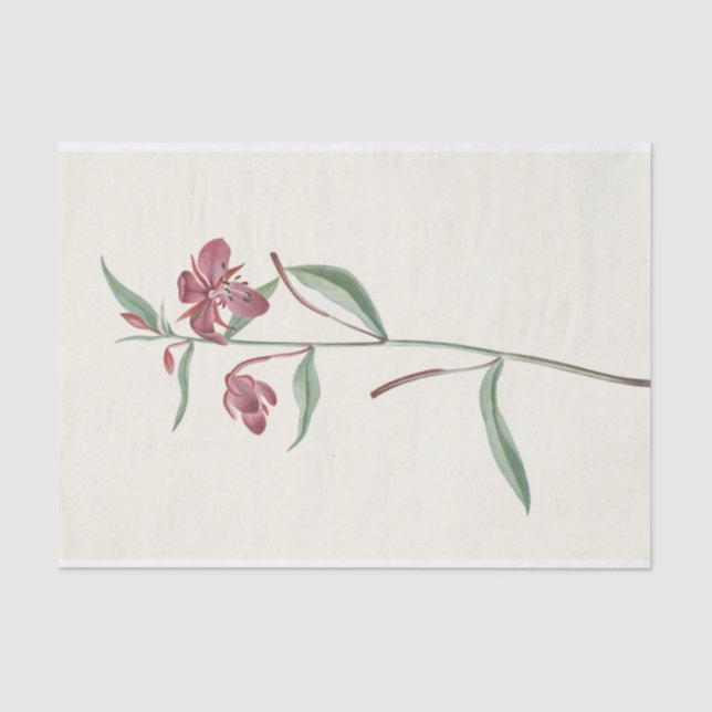 Red Willowweed by Mary Vaux Walcott Tissue Paper (Front)