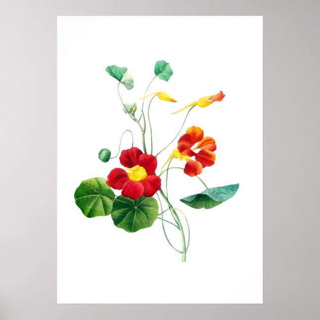 Red Willowweed II Print by Mary Vaux Walcott (Front)