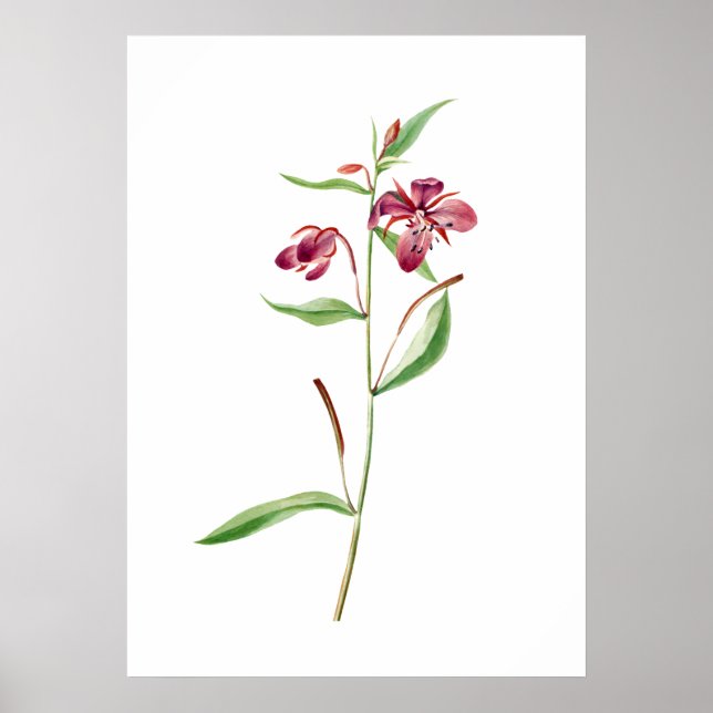 Red Willowweed Print by Mary Vaux Walcott (Front)