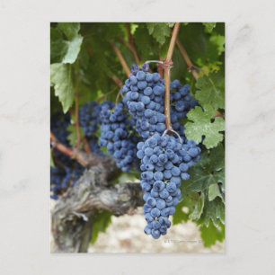 Red wine grapes on the vine postcard