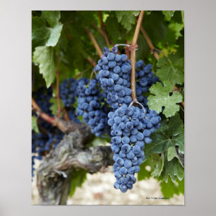 Red wine grapes on the vine poster