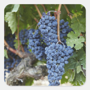 Red wine grapes on the vine square sticker
