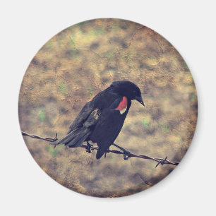 Red Wing Blackbird on Barbed Wire Magnet