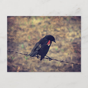 Red Wing Blackbird on Barbed Wire Postcard