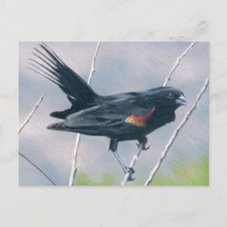 Red Wing Blackbird Postcard