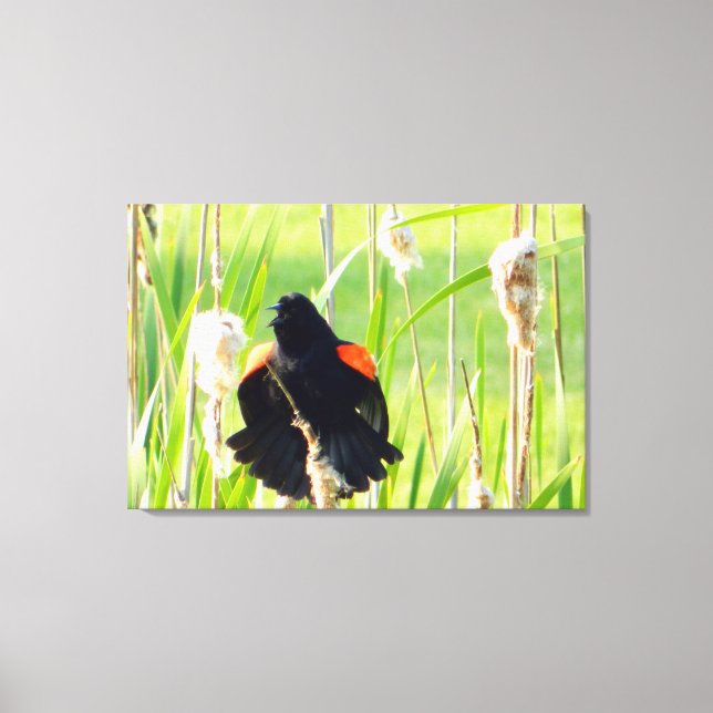 Red Wing Blackbird Song Wrapped Canvas Print (Front)