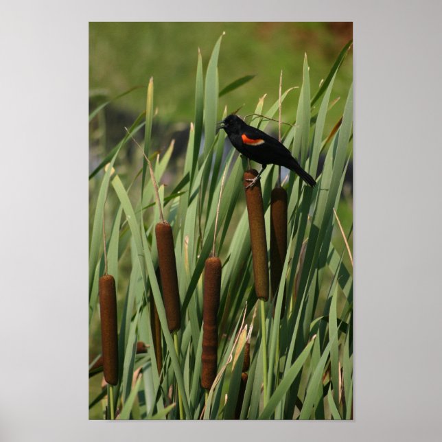 Red Wing Poster (Front)